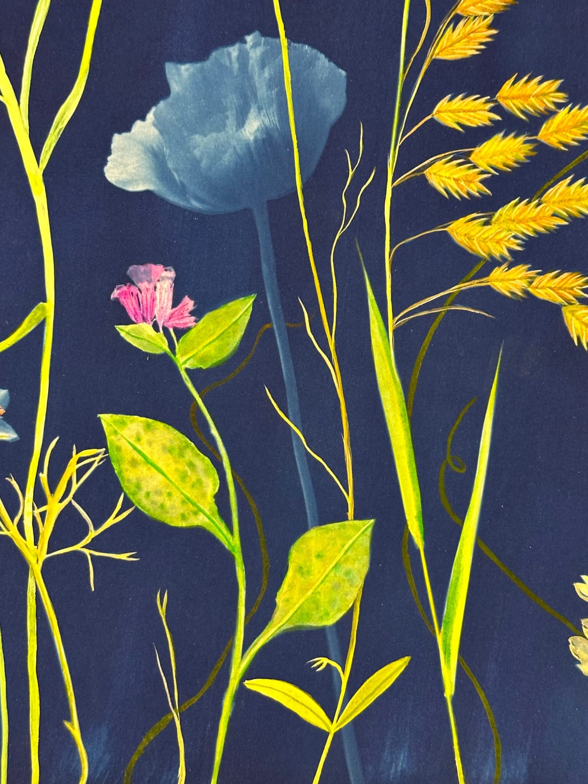 Julia Whitney Barnes, Picturesque Botany (Lily, Bleeding Hearts, Cosmos, Forget-me-not, Pollinators, etc.), 2024