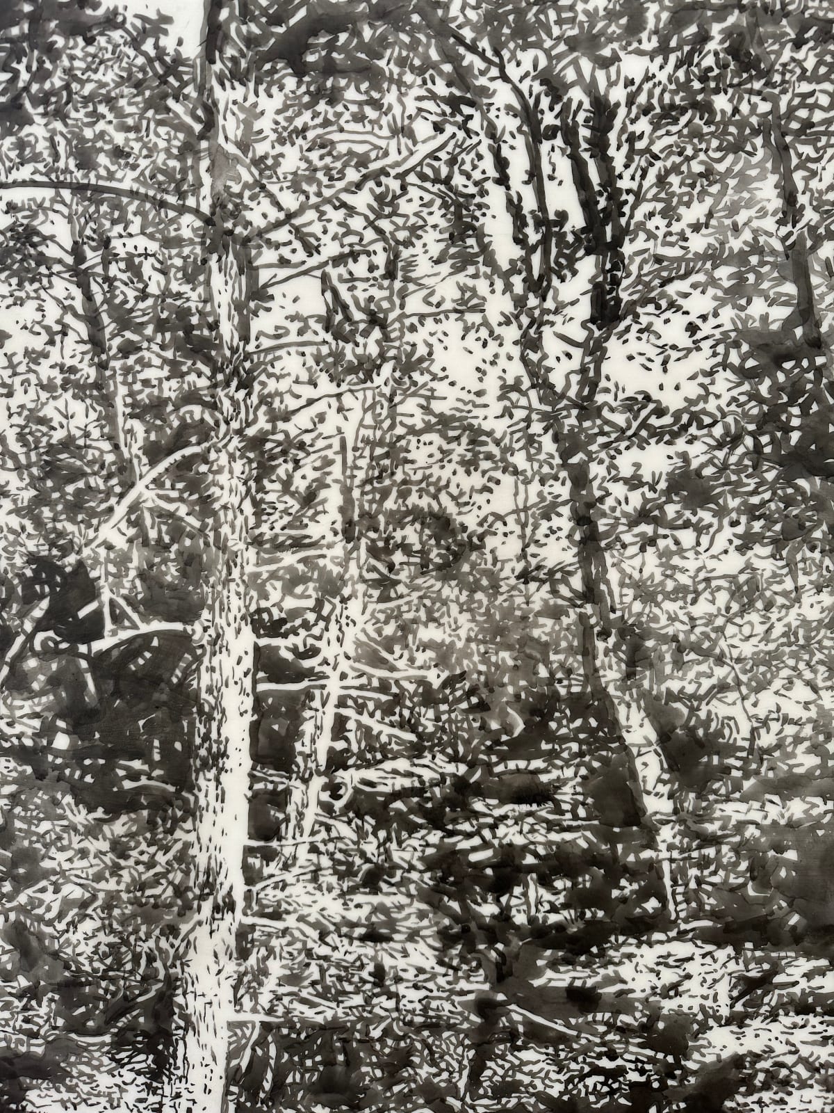 Andrea Kantrowitz, Woodland Creek, 2024