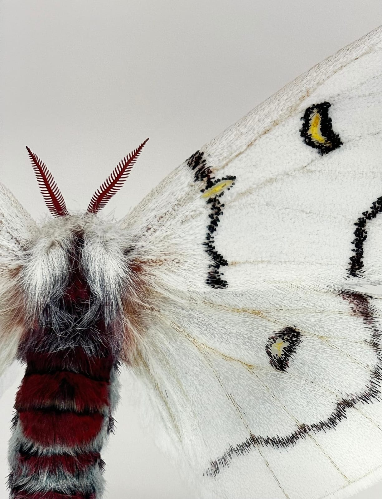 Joseph Scheer, Hemileuca neomoegeni female, 2006