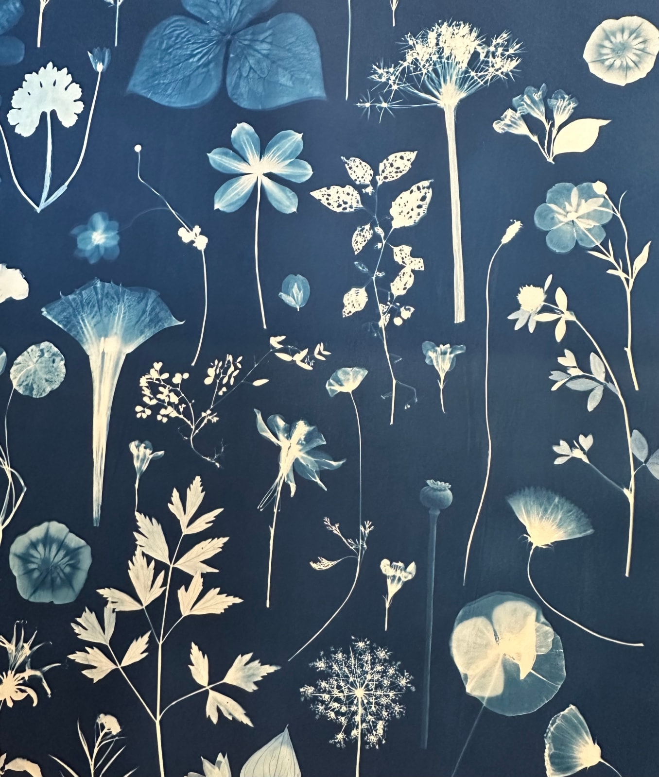 Julia Whitney Barnes, Floating Herbarium (Iris, Magnolia, Lily of the Valley, Cosmos, Foxglove, Trillium, etc.), 2022