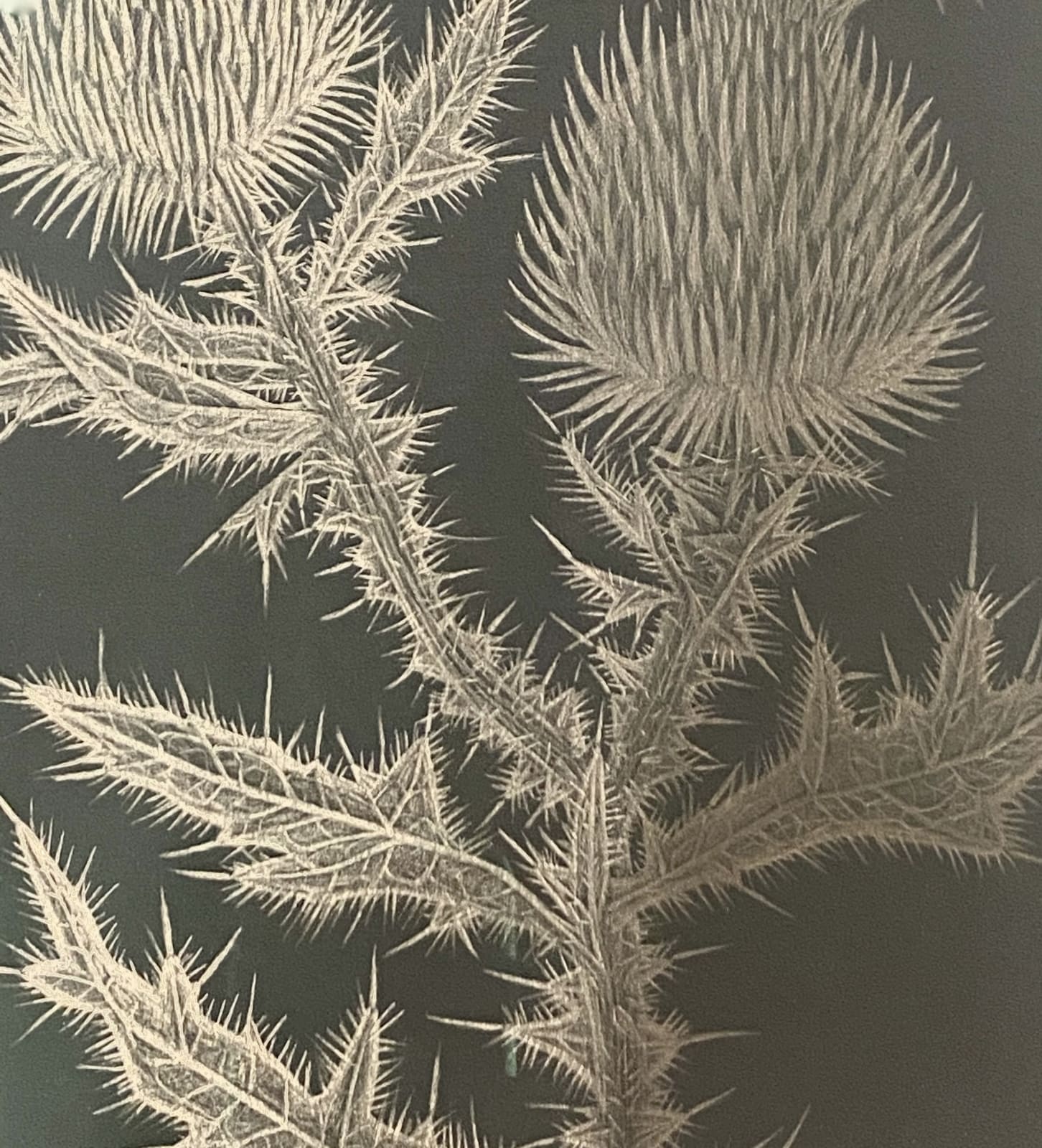 Margot Glass, Thistle, 2020