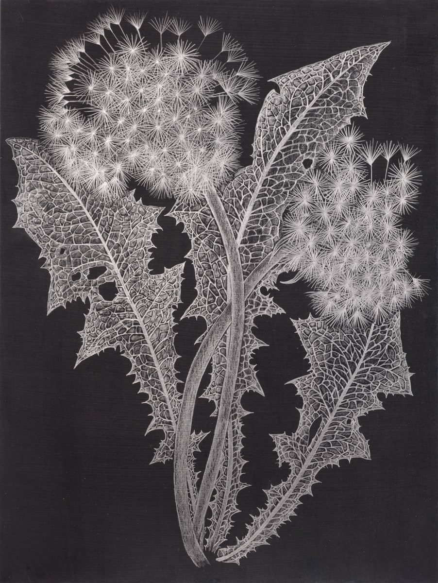 Margot Glass, Two Dandelions 2, 2019