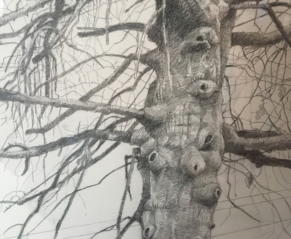 Amy Talluto, Parking Lot Tree in Winter, 2018