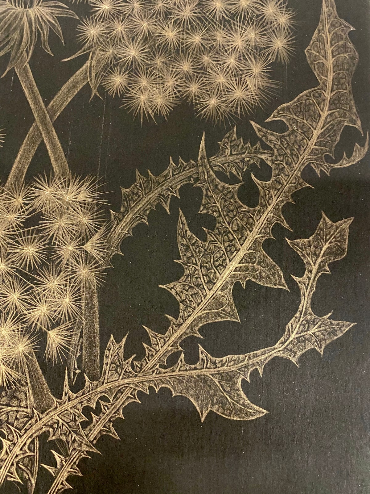 Margot Glass, Dandelion with Bud, 2018