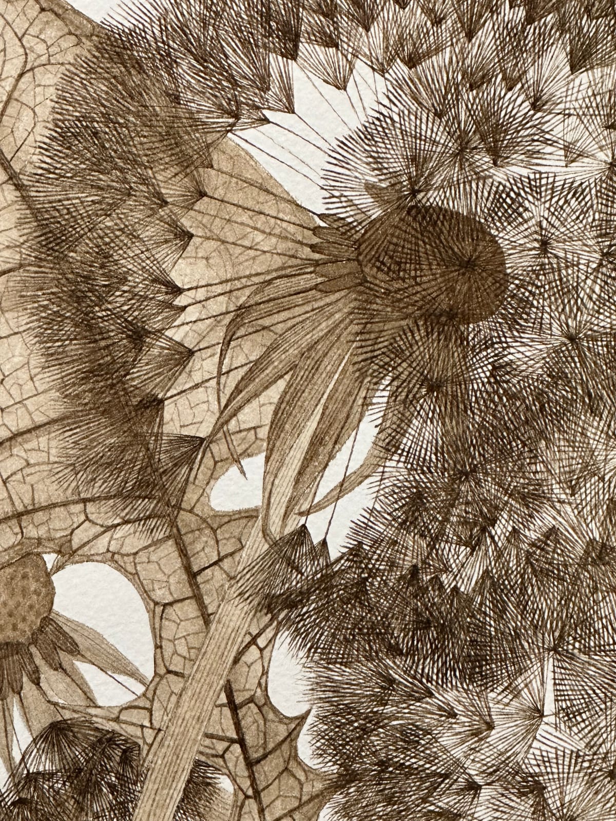 Margot Glass, Three Dandelions with Buds, 2024