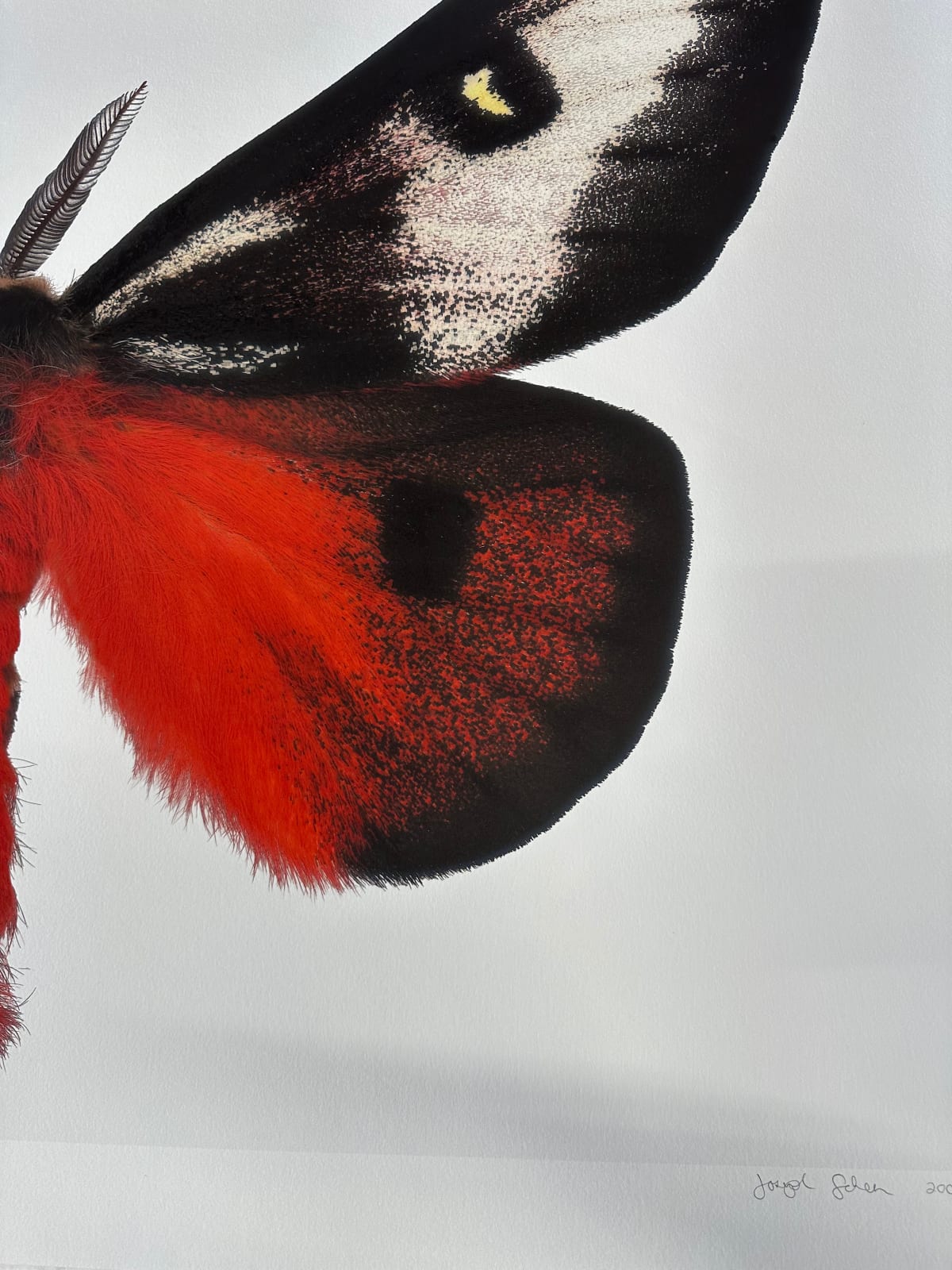 Joseph Scheer, Hemileuca electra cleo, 2006
