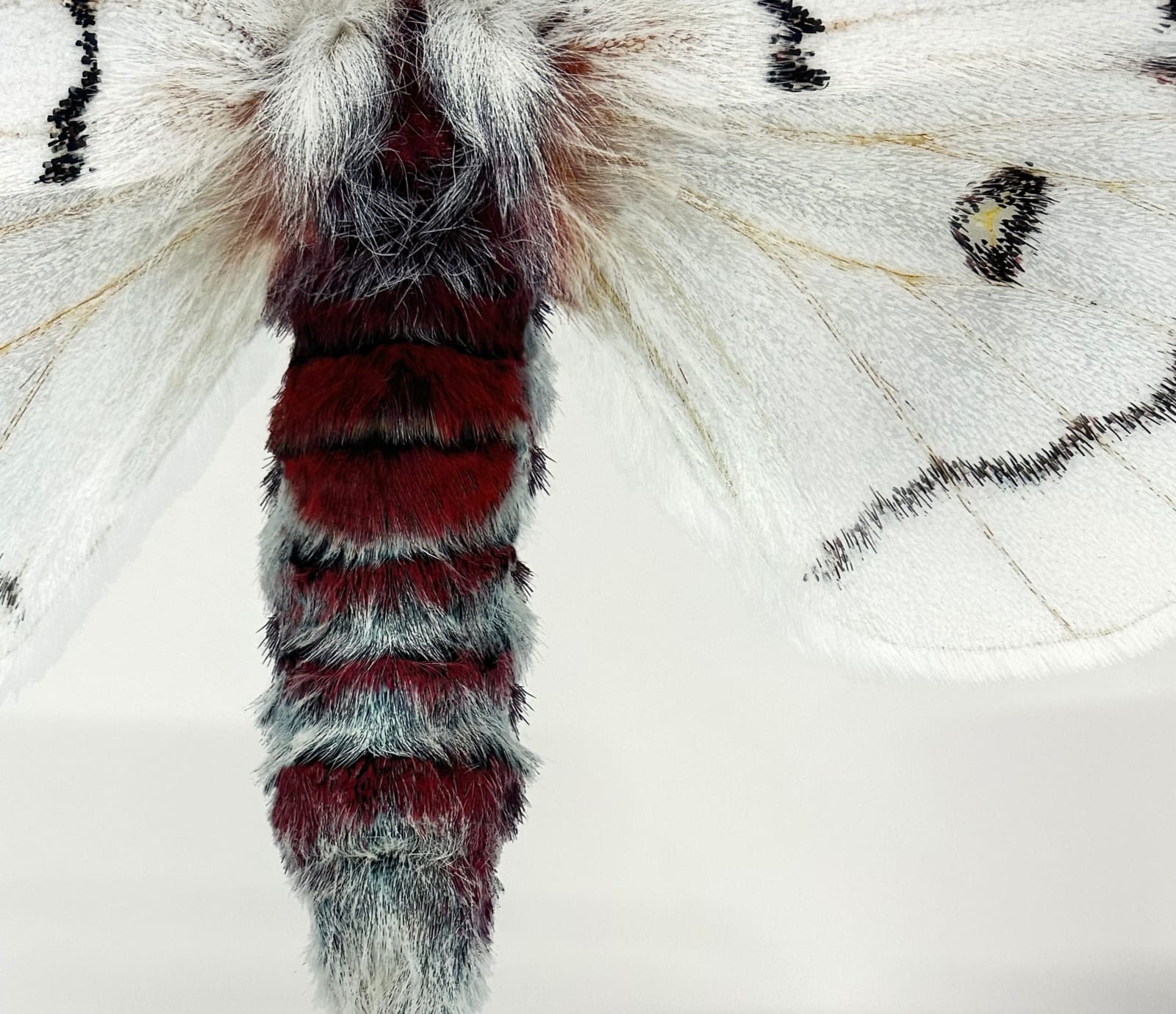 Joseph Scheer, Hemileuca neomoegeni female, 2006