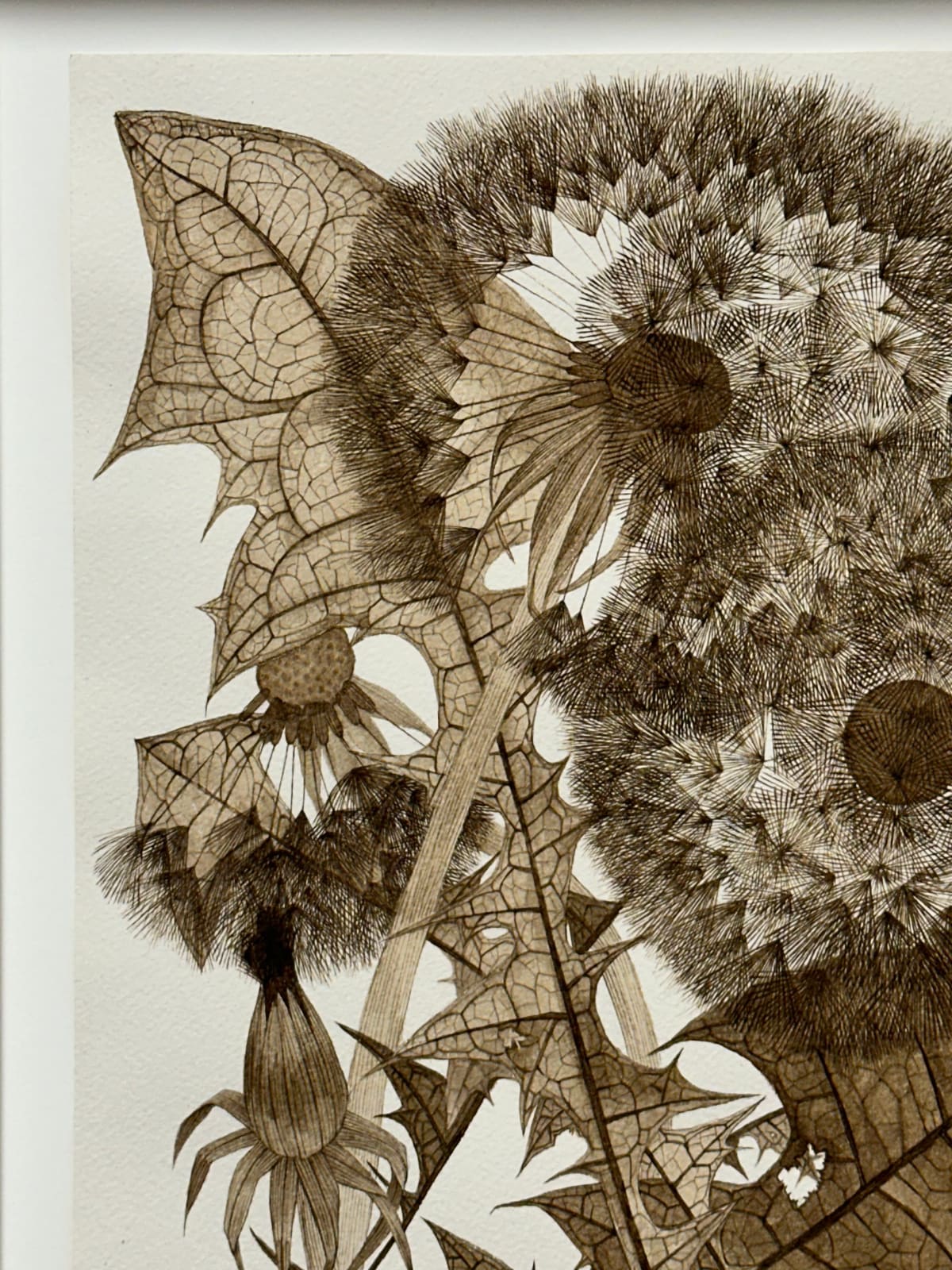 Margot Glass, Three Dandelions with Buds, 2024