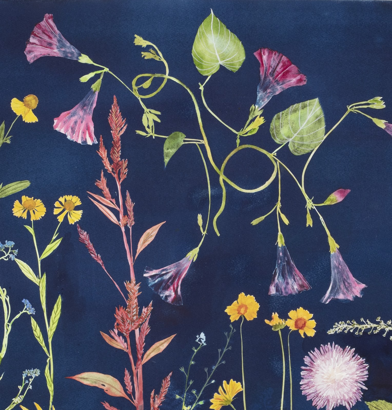 Julia Whitney Barnes, Cyanotype Painting (Morning Glories, Rose of Sharon, Hellenium, Swallowtail, etc.), 2021