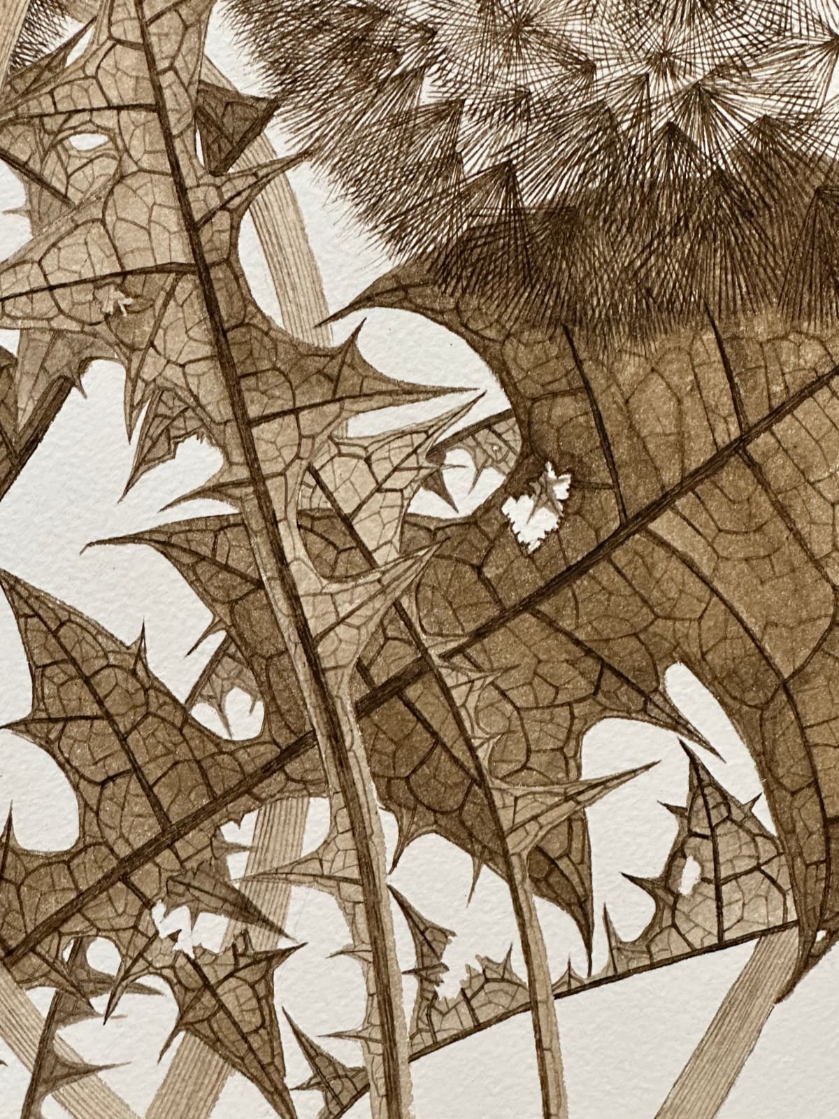 Margot Glass, Three Dandelions with Buds, 2024