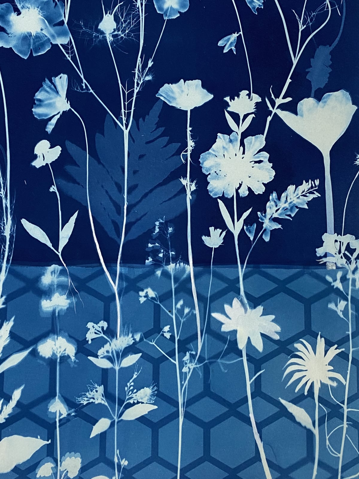 Julia Whitney Barnes, Cyanotype Painting (Crocus, Star Flower, Cosmos, Ferns, Diamond Hexagon Floor Pattern), 2021