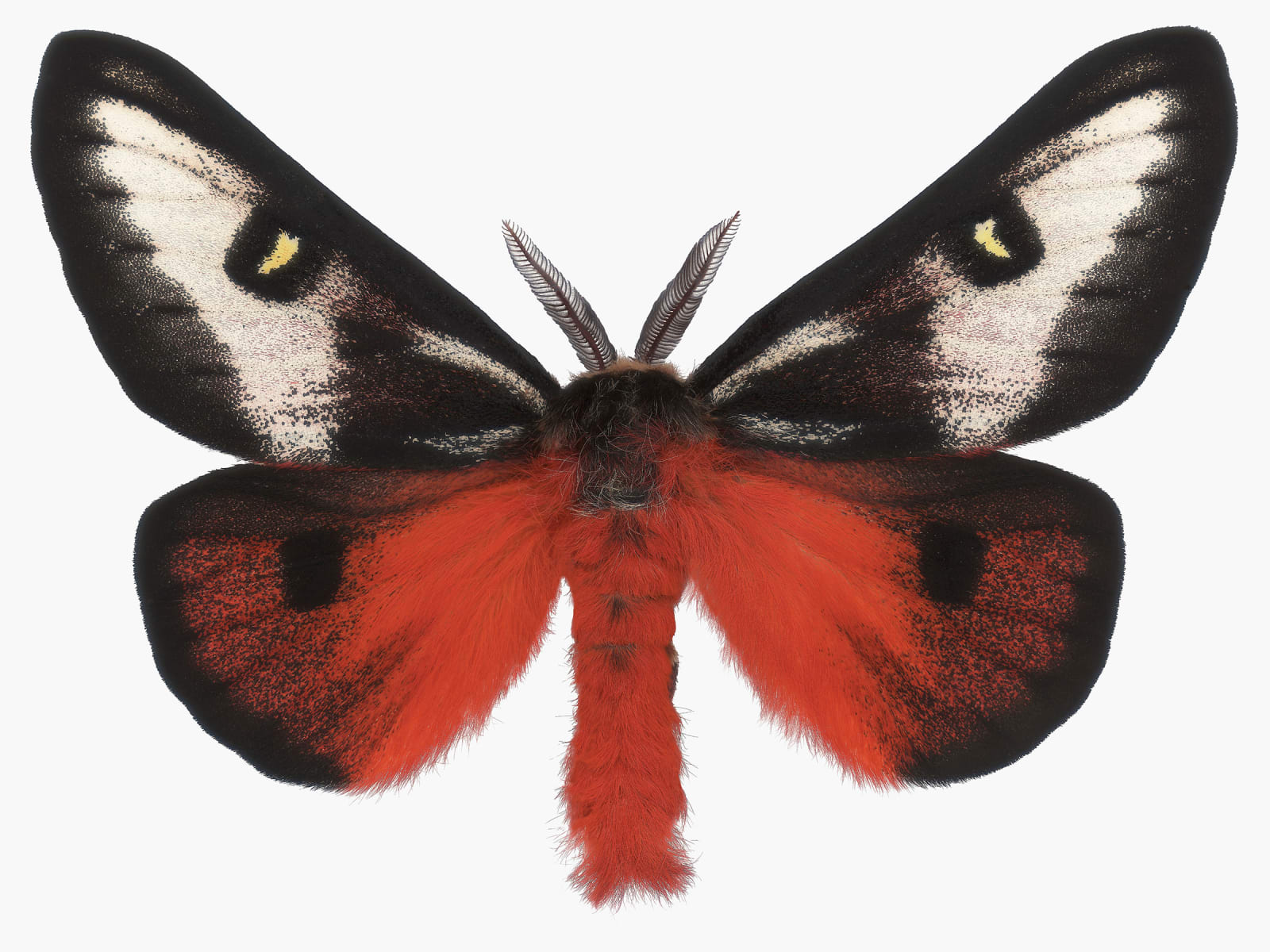 Joseph Scheer, Hemileuca electra cleo, 2006