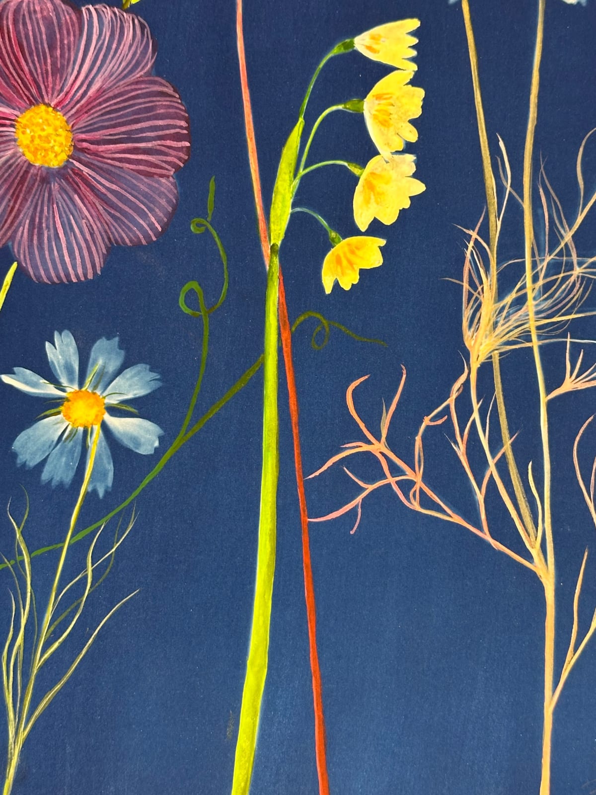 Julia Whitney Barnes, Picturesque Botany (Lily, Bleeding Hearts, Cosmos, Forget-me-not, Pollinators, etc.), 2024