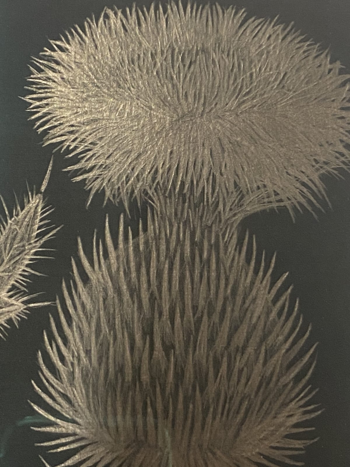 Margot Glass, Thistle, 2020
