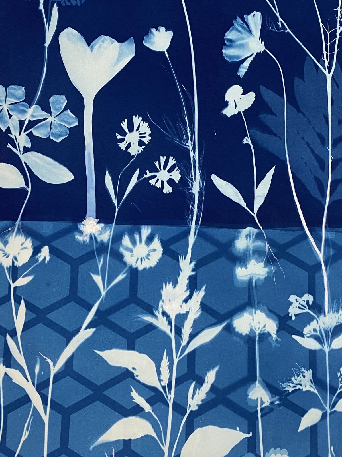 Julia Whitney Barnes, Cyanotype Painting (Crocus, Star Flower, Cosmos, Ferns, Diamond Hexagon Floor Pattern), 2021
