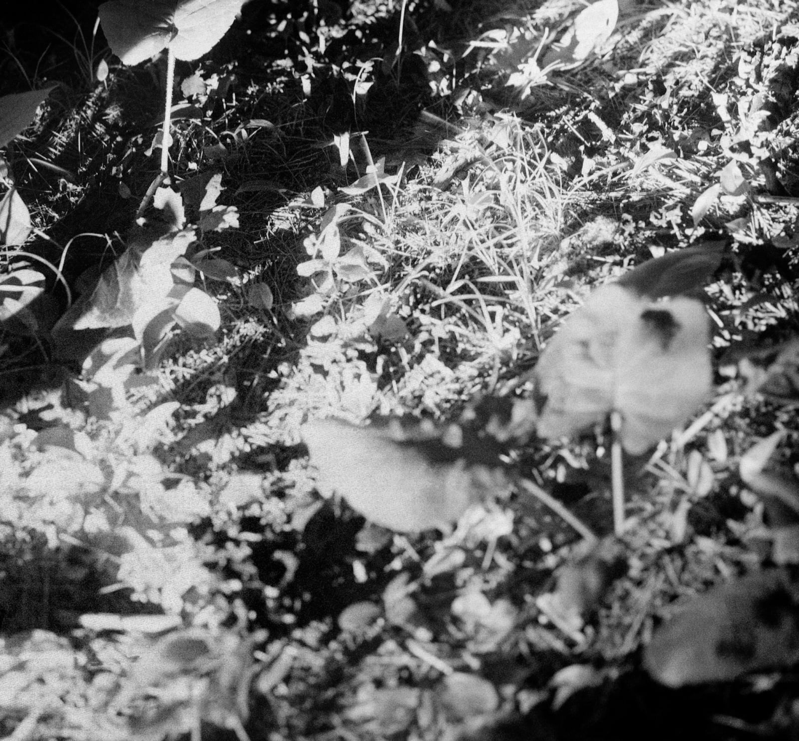 Maya Tihtiyas Attean, Tamtamsisok, 2023