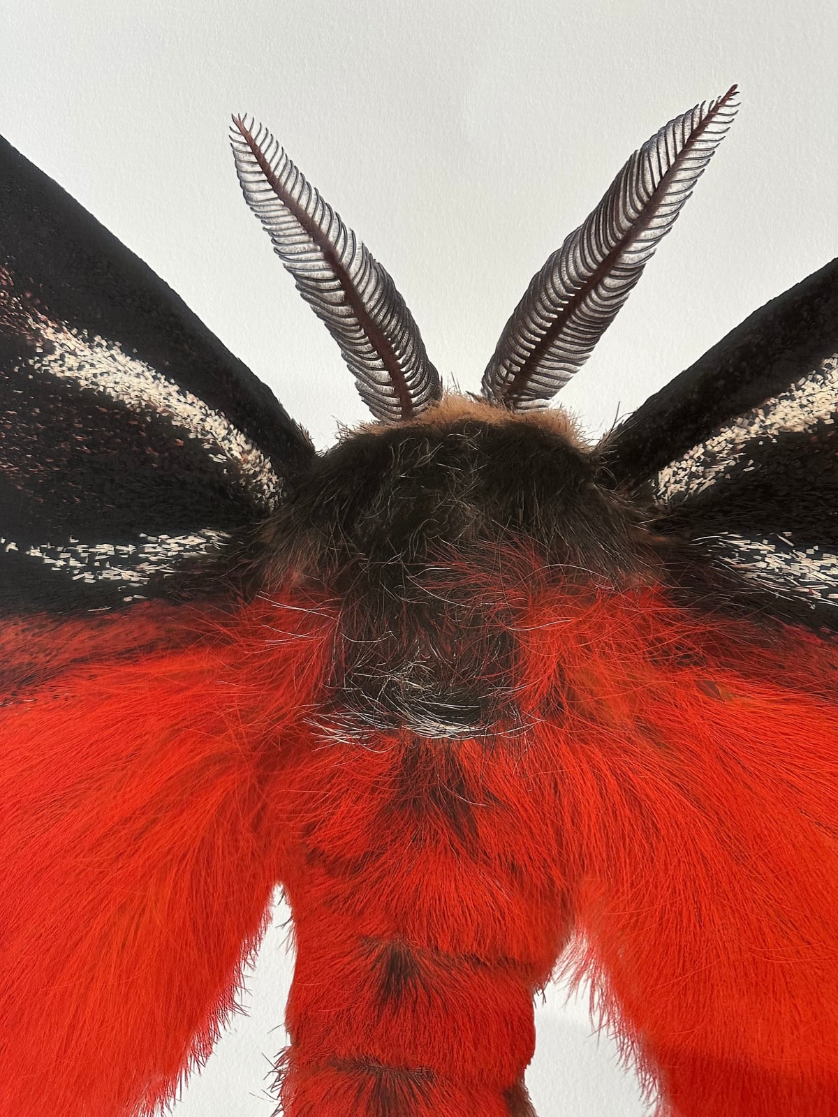Joseph Scheer, Hemileuca electra cleo, 2006