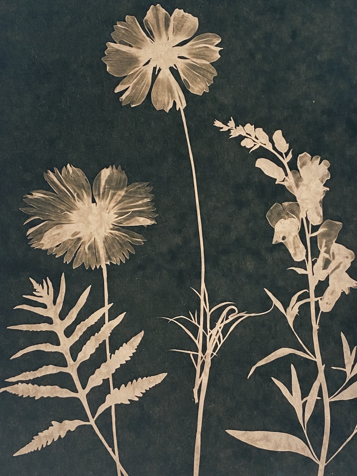 Julia Whitney Barnes, Cyanotype Painting (Tea Toned Cosmos, Sweet Peas, Fern, etc) , 2021
