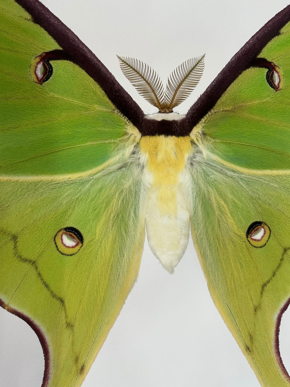 Joseph Scheer, Actias luna, 2020