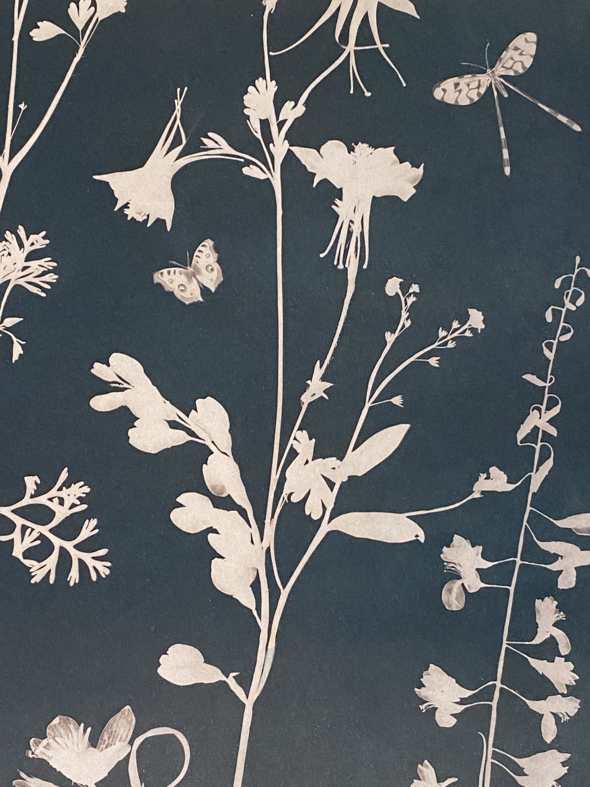 Julia Whitney Barnes, Cyanotype Painting (Tea Toned Poppies, Bleeding Hearts, Humming Bird, etc.), 2021