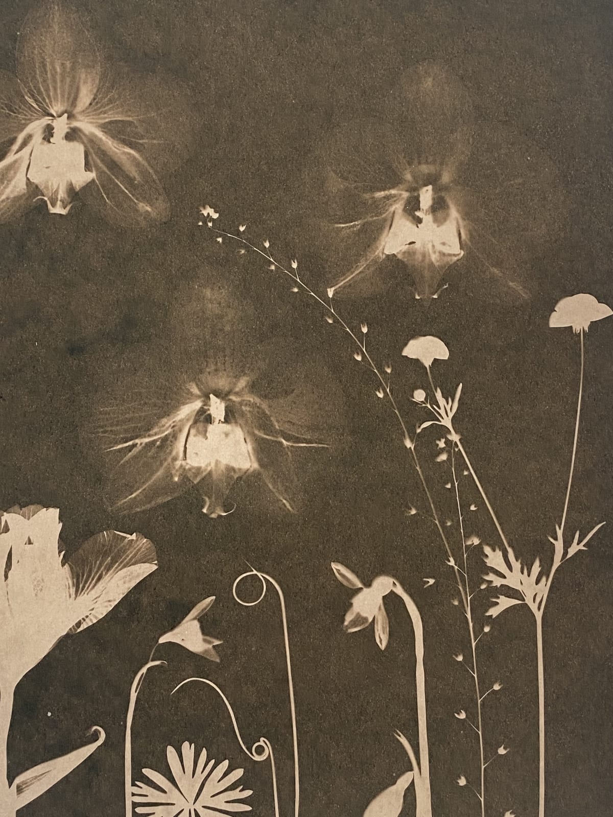 Julia Whitney Barnes, Cyanotype Painting (Tea Toned Orchids, Snow Drops, Forget Me Nots, etc), 2021