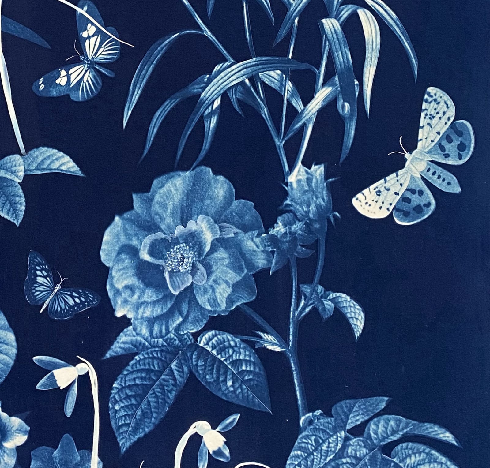 Julia Whitney Barnes, Cyanotype Painting (Roses, Snowdrops, Pollinators, etc.), 2021