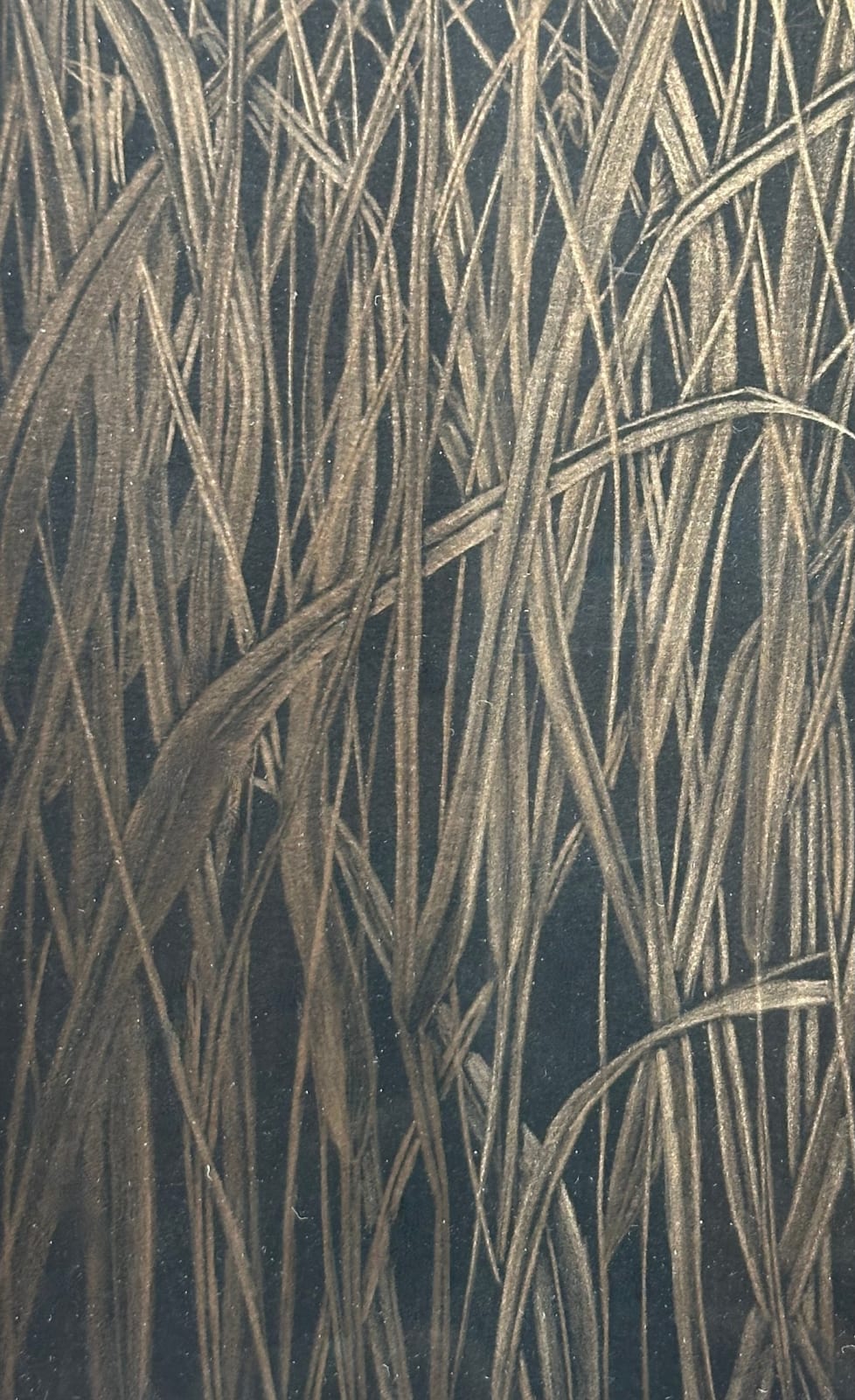 Margot Glass, Field Grasses, 2024