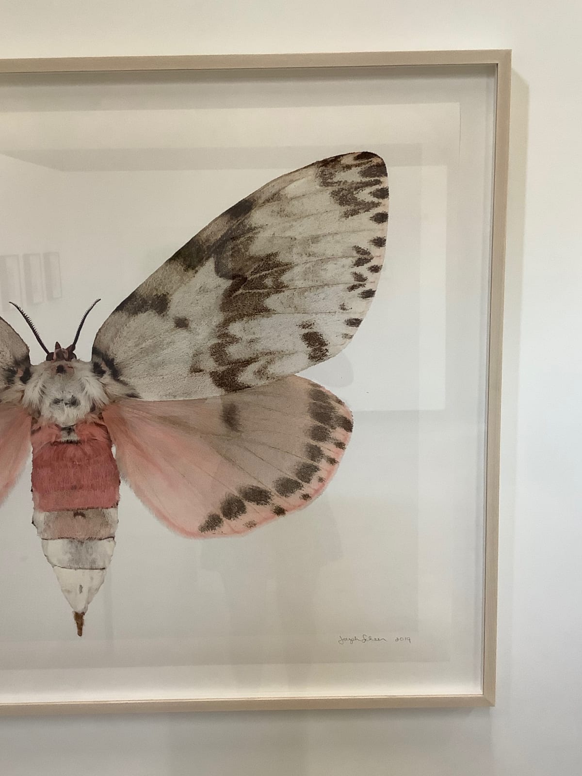 Joseph Scheer, Lymantria mathura, 2019