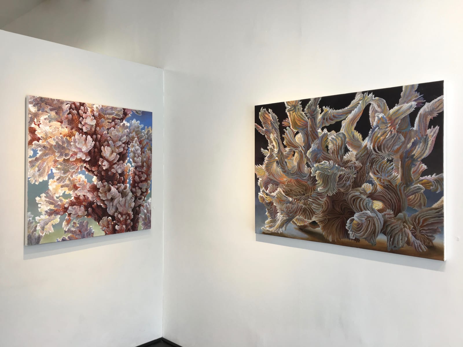 Andrea Kantrowitz, Serpulae Occultatum, 2018