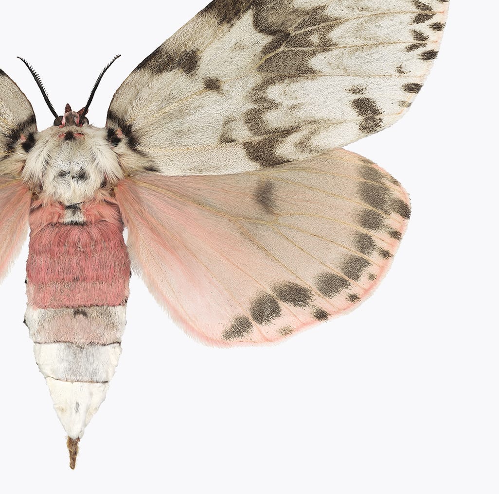 Joseph Scheer, Lymantria mathura, 2019