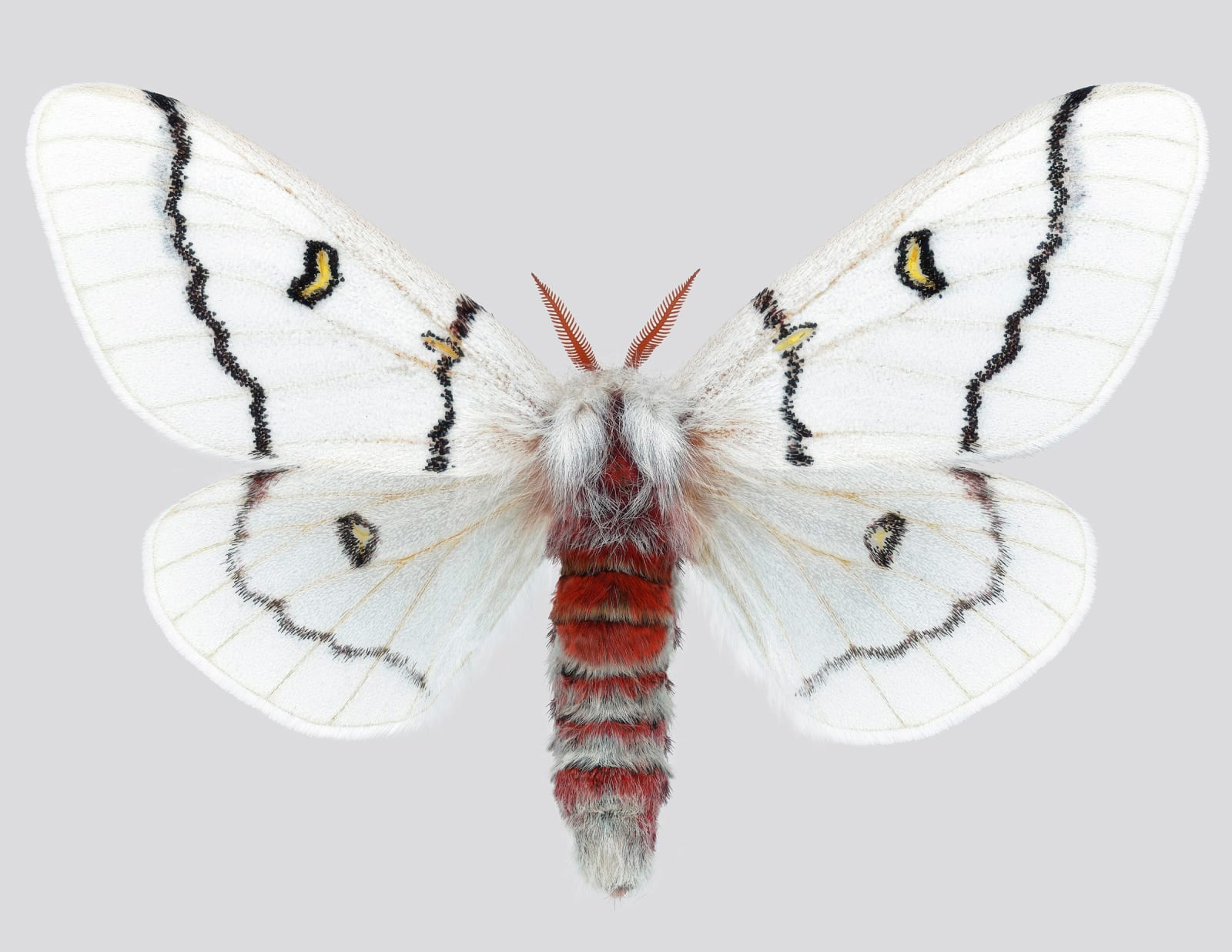 Joseph Scheer, Hemileuca neomoegeni female, 2006