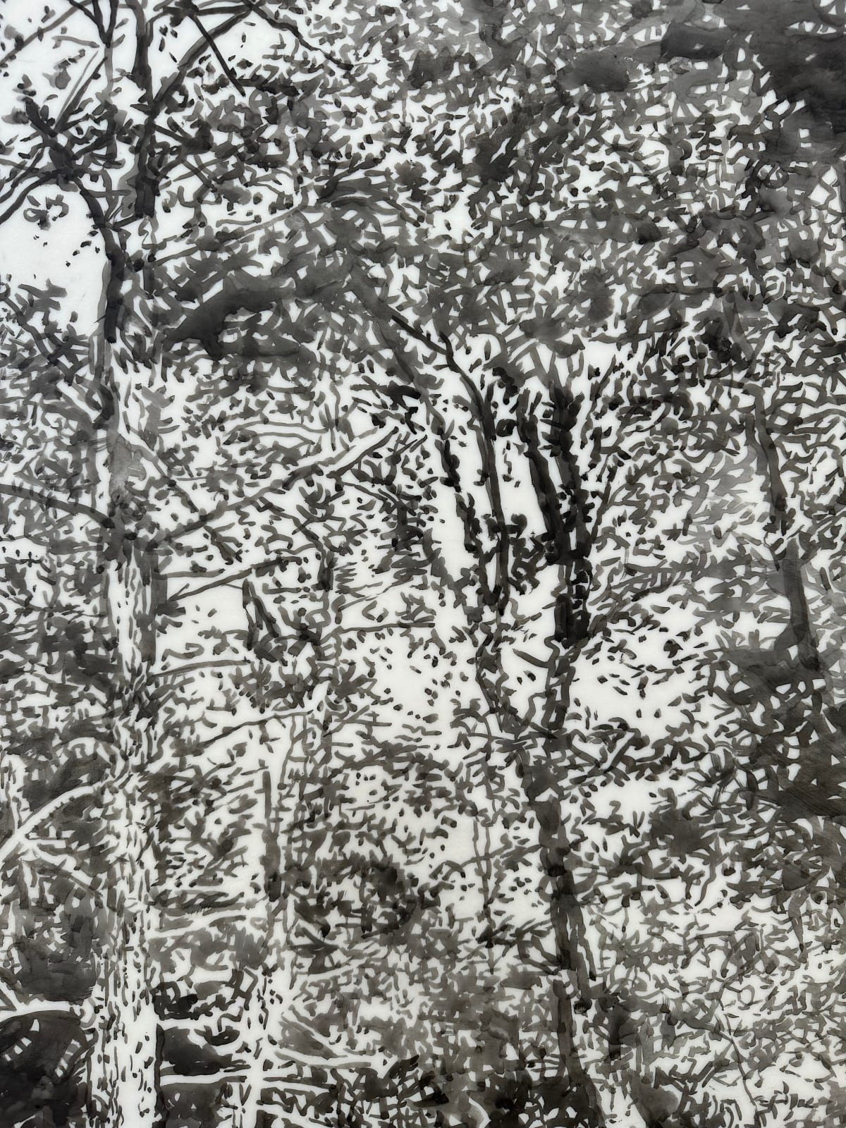 Andrea Kantrowitz, Woodland Creek, 2024