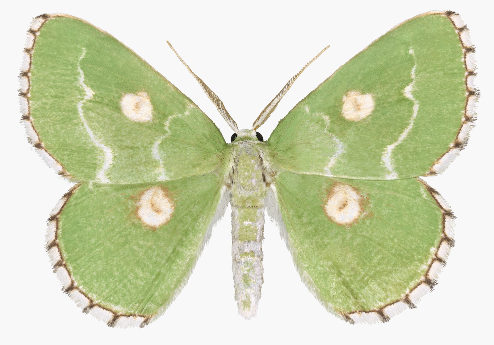 Joseph Scheer, Thetidia albocostaria, 2018