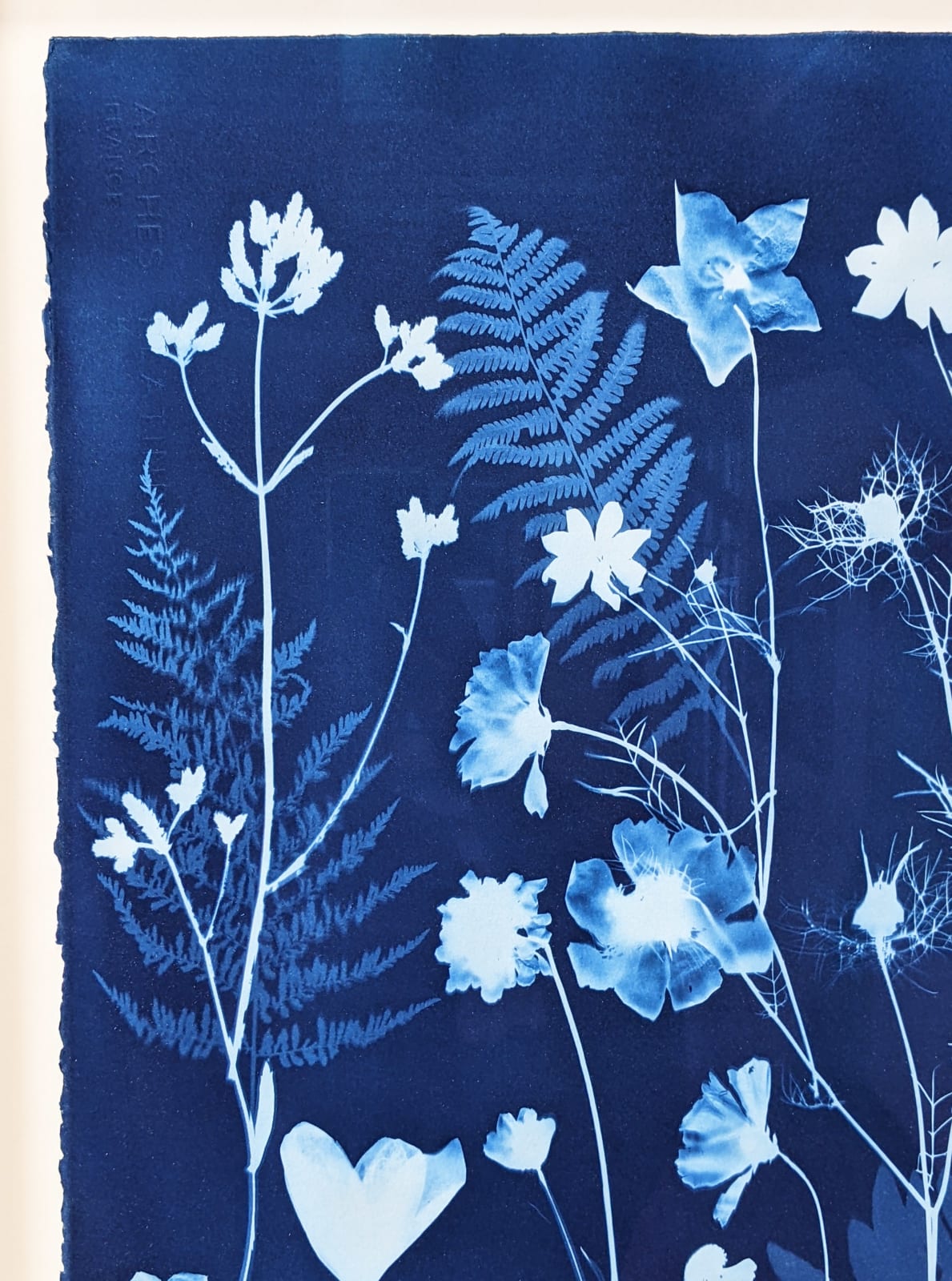 Julia Whitney Barnes, Cyanotype Painting (Crocus, Star Flower, Cosmos, Ferns, Diamond Hexagon Floor Pattern), 2021