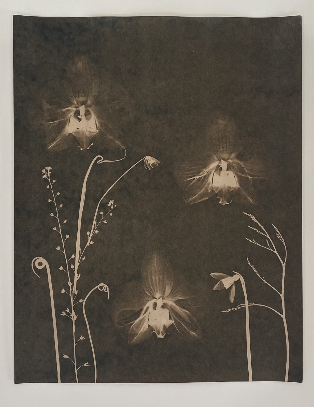 Julia Whitney Barnes, Cyanotype Painting (Tea Toned Orchids, Snow Drop, etc), 2021