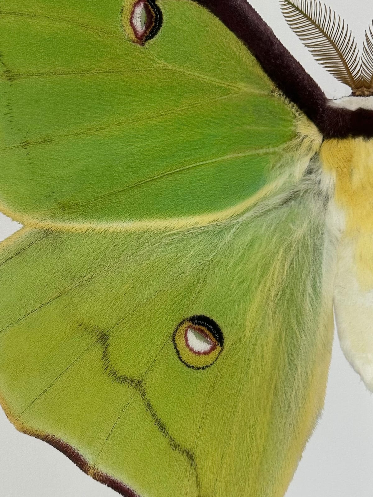 Joseph Scheer, Actias luna, 2020