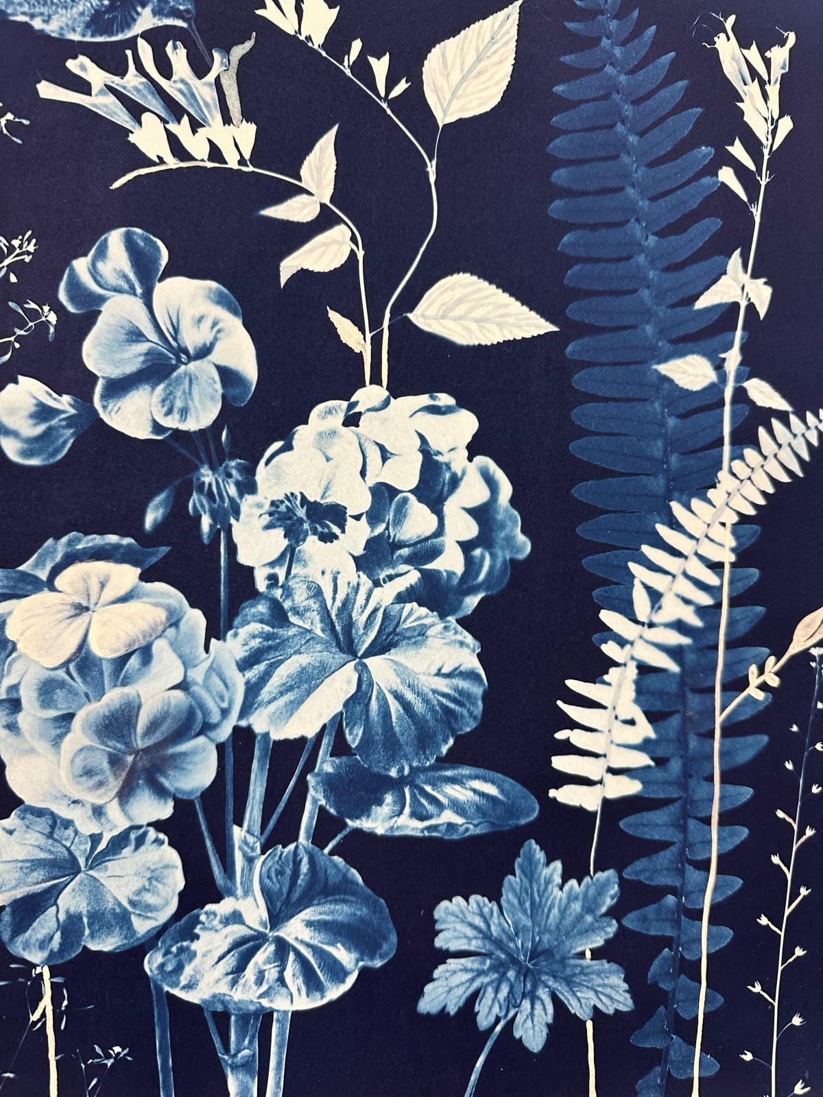 Julia Whitney Barnes, Nocturnal Nature (Geranium, Ferns, Hummingbird, etc.), 2021