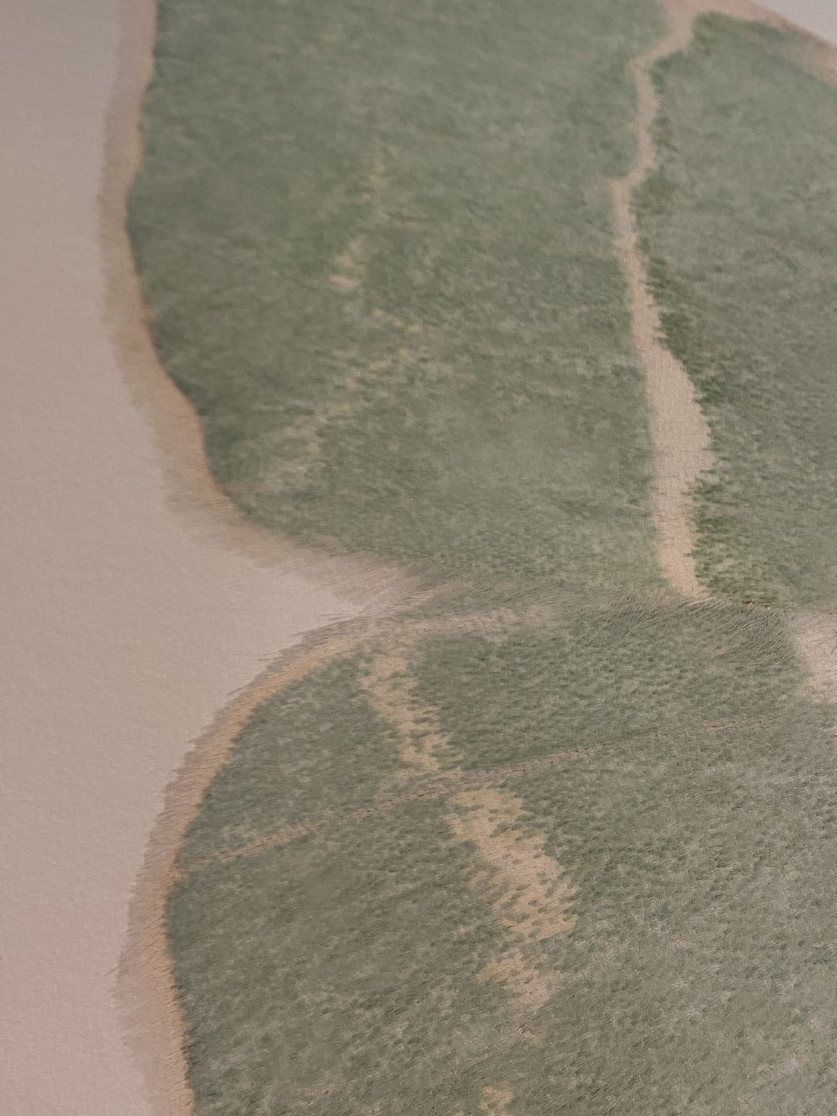 Joseph Scheer, Geometra glaucaria, 2019