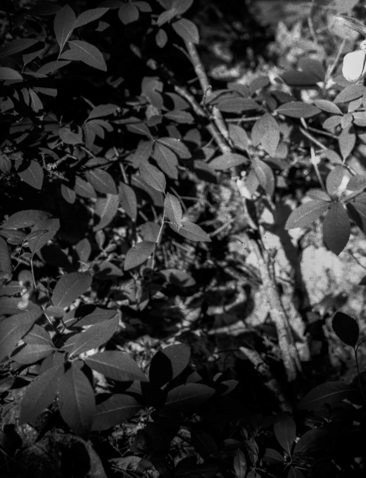 Maya Tihtiyas Attean, Wiphulakson, 2024