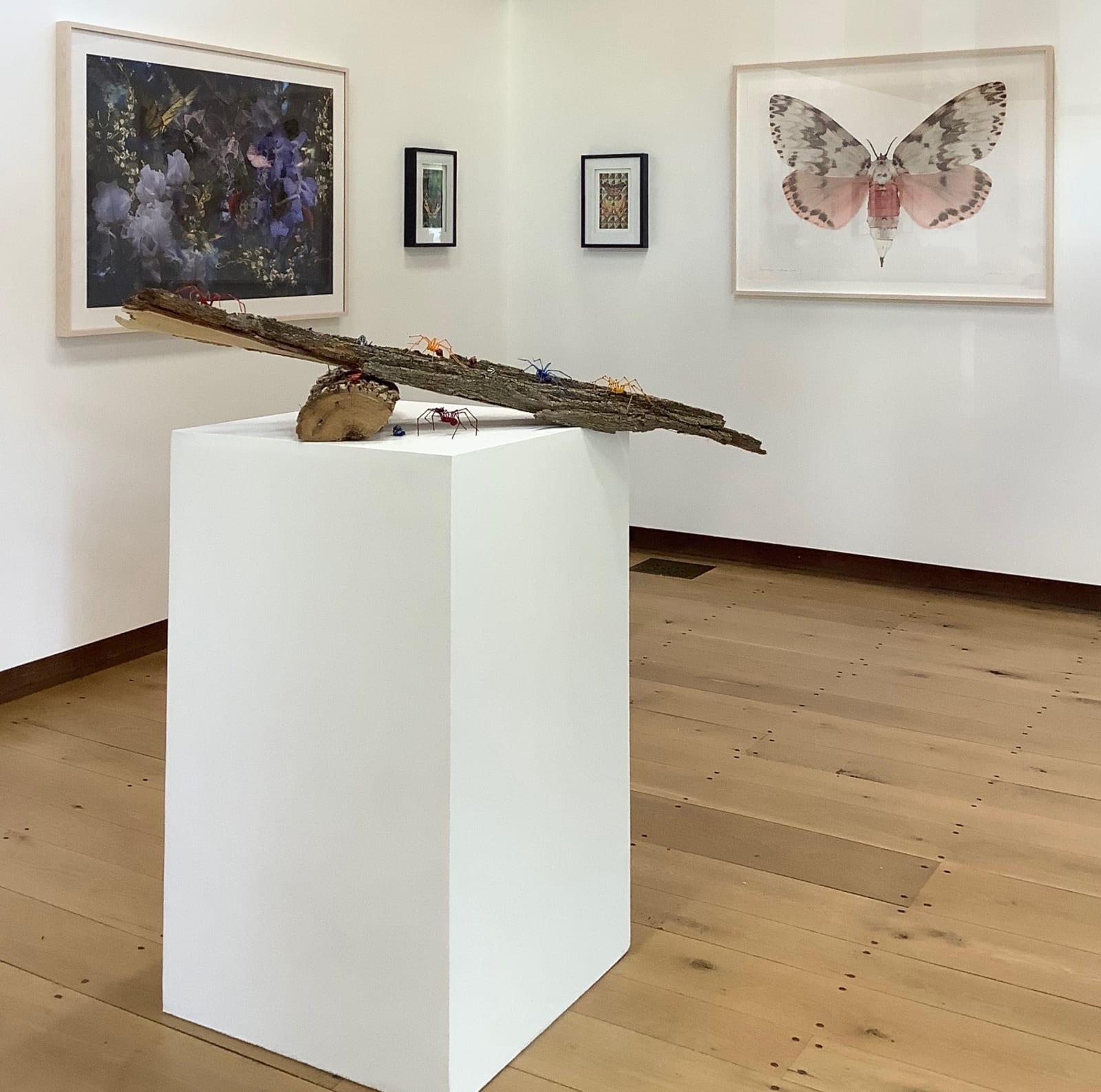 Joseph Scheer, Lymantria mathura, 2019
