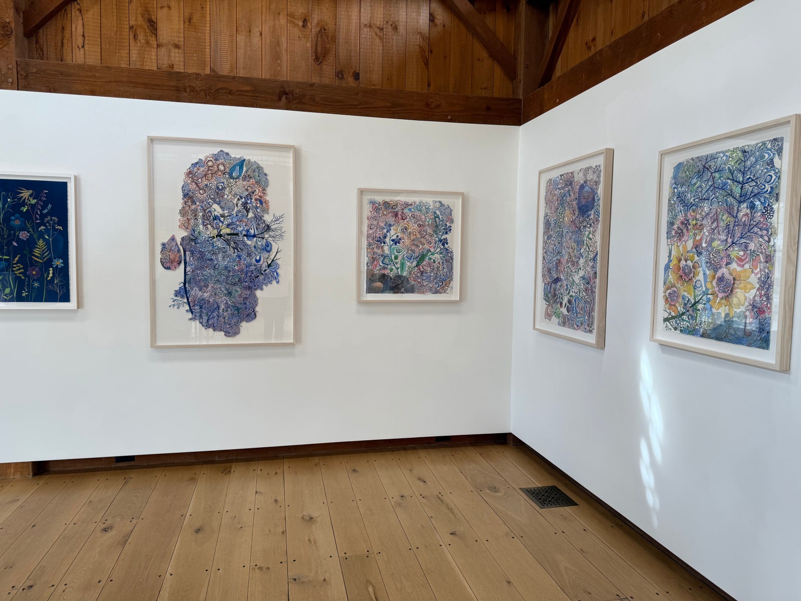 Sarah Morejohn, Blue Hound's Tongue, 2024