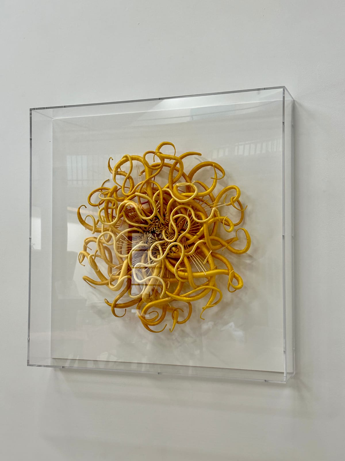 Catherine Latson, Specimen 40, 2024