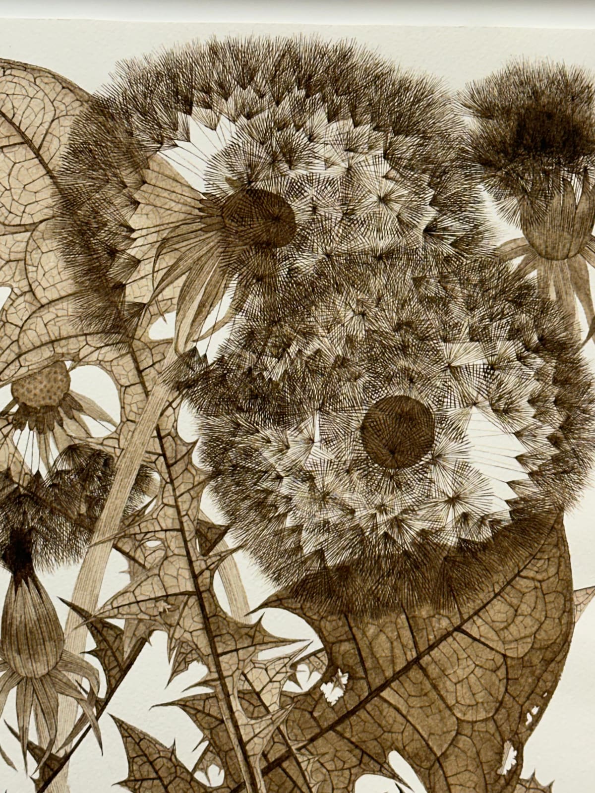 Margot Glass, Three Dandelions with Buds, 2024