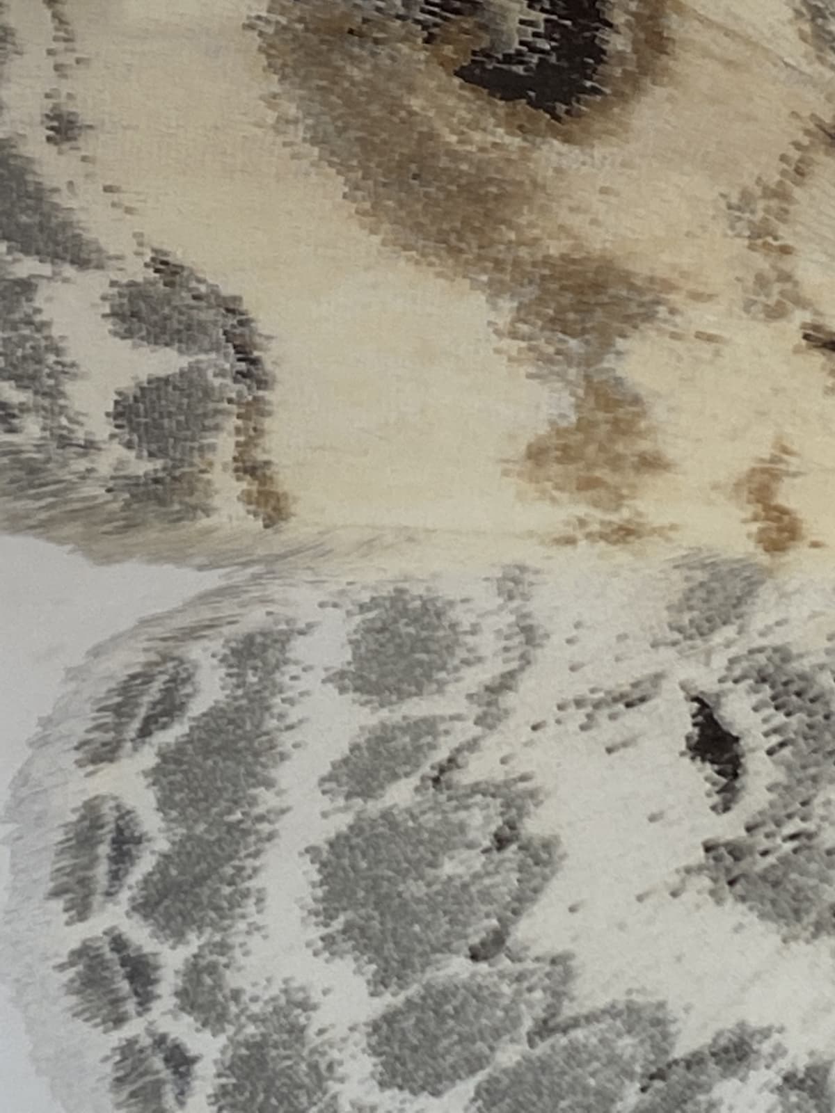 Joseph Scheer, Somatina indicataria, 2019