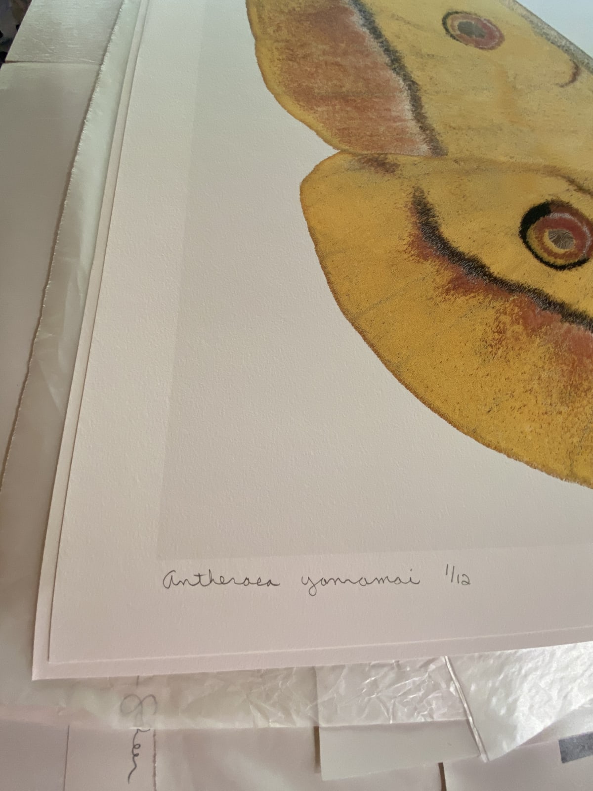 Joseph Scheer, Antheraea yamamai, 2019