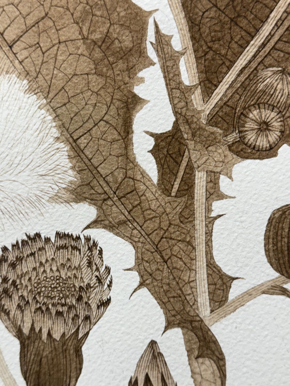 Margot Glass, Sow Thistle 03, 2025