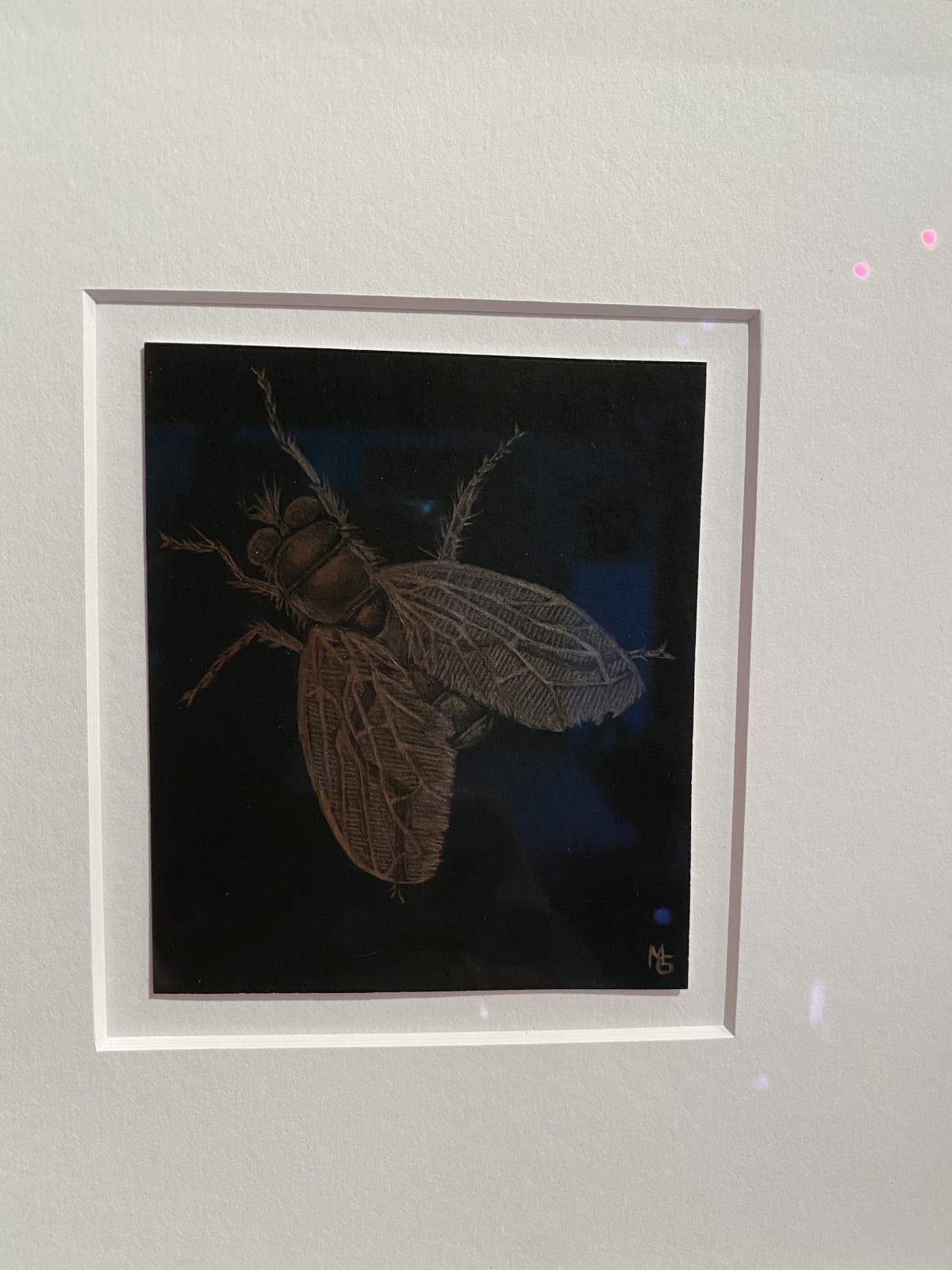 Margot Glass, Stag Beetle, 2020