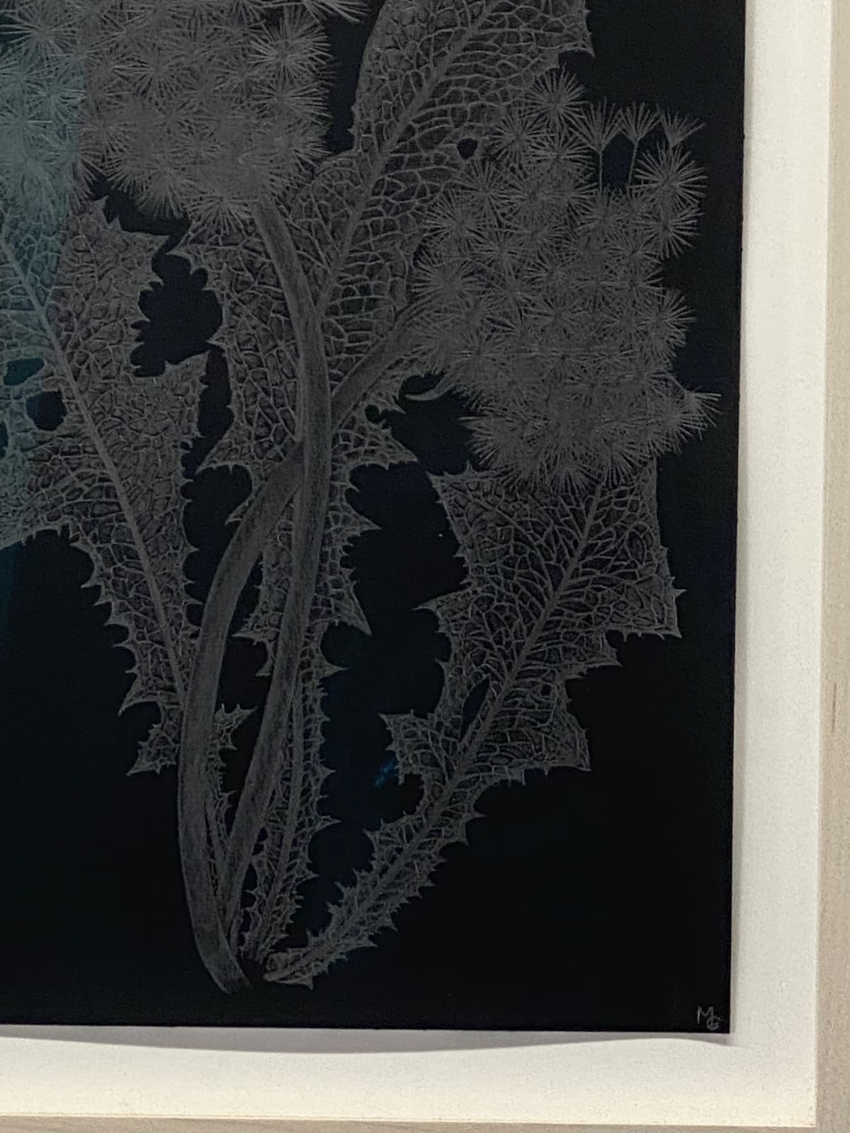 Margot Glass, Two Dandelions 2, 2019