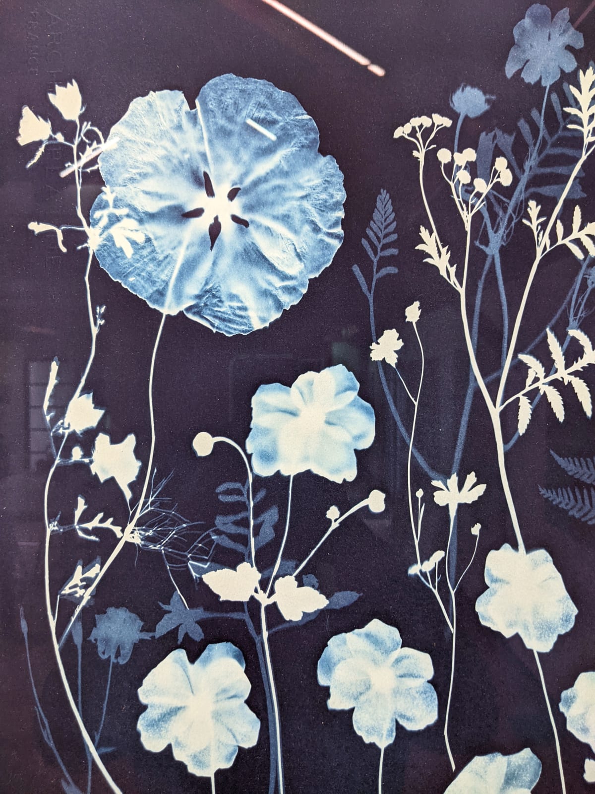 Julia Whitney Barnes, Cyanotype Painting (Anemones, Rose of Sharon, Queen Anne's Lace, Floor Pattern), 2021