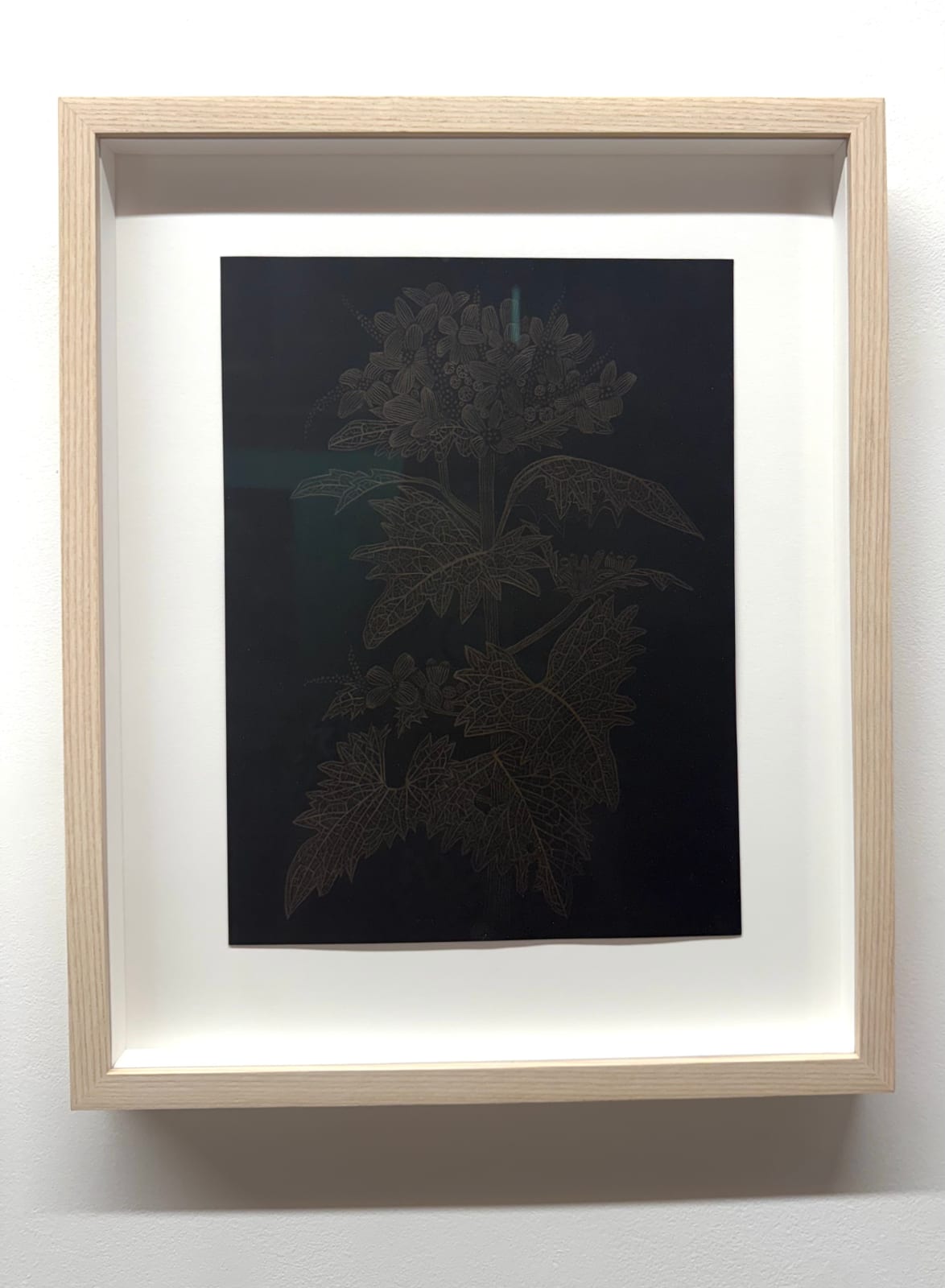 Margot Glass, Garlic Mustard, 2025